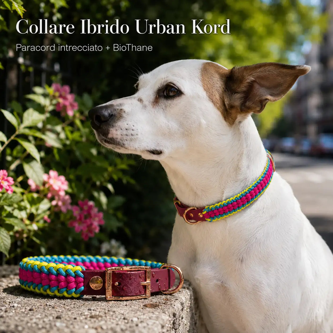 Cane bianco con collare ibrido Urban Kord in Paracord intrecciato e BioThane, fatto a mano e personalizzabile